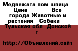 Медвежата пом шпица › Цена ­ 40 000 - Все города Животные и растения » Собаки   . Тульская обл.,Донской г.